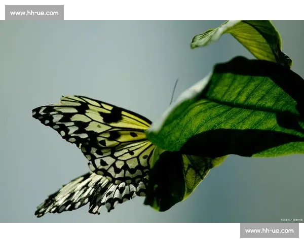 破茧成蝶：在磕碰中淬炼生命的韧性